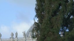 Huge Christmas tree arrives in the Vatican Instructional Video