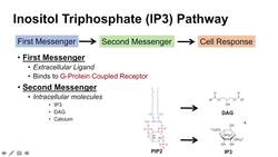 Inositol Triphosphate (IP3) and Calcium Signaling Pathway | Second Messenger System Instructional Video