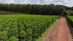 Thailand,Chanthaburi The garden is famous pepper. Pepper plantations of different varieties are found in many places of the Thailand. Black pepper is exported to many countries of the World. Stock Footage