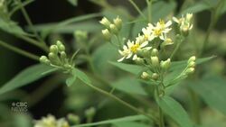 Bees are loving this pollinator haven News Clip