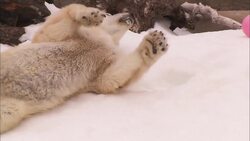 A Rare "Snow Day" for Polar Bears in San Diego, Captured on Film Instructional Video