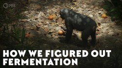 How We Figured Out Fermentation Instructional Video