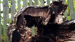 Old back yard Stock Footage