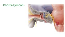 Vestibulocochlear nerve Instructional Video