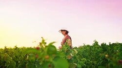 An elderly woman collects raspberries at sunset. Organic food. Stock Footage