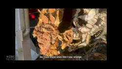 How a Hamilton sculptor captures Indigenous traditions in Mexico using twigs, fruit and "anything organic" News Clip