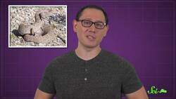 That’s Not A Spider: It’s a SNAKE! Instructional Video