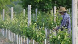 Man with hat or vintner spraying pesticides on vineyard Stock Footage