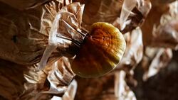 Panning : mature Lingzhi mushrooms on shelf Stock Footage