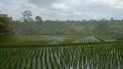 Life of the Monsoon Instructional Video