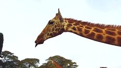 group of giraffes in savanna at africa Stock Footage