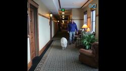 It's OK to Smile! Ziggy The Piggy is Today's Daily Diversion Instructional Video