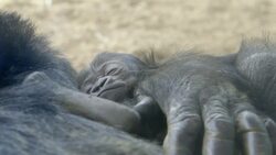 Jessica the Gorilla Gives Birth to Her Sixth Baby Boy Instructional Video