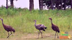 The Incredible Journey of Cranes: Masters of Migration Instructional Video