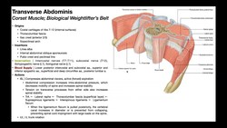 Transversus Abdominis | Structure & Function; Activation Tutorial Instructional Video