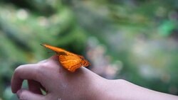 Slow motion FHD footage of orange butterfly flapping wings on woman's back hand in the forest, Animal behavior and Natural concept Stock Footage