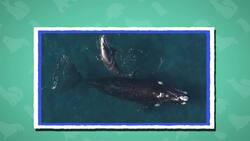 I WONDER - What Is The Largest Mammal? Instructional Video