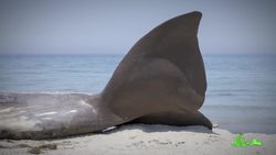 Crabs Keep Turning Into Land Animals! Instructional Video