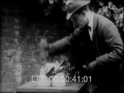 Owl & Venus Fly Trap 1920s Stock Footage