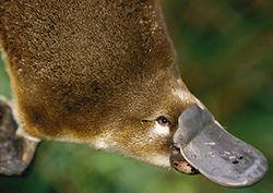 ¿Por qué clasificamos? Instructional Video