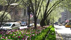 Cars go through both side of blooming tulips and street trees in median at Park Avenue at Midtown Manhattan New York NY USA on Apr 23 2018. Stock Footage