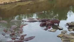 herd of hippos in mara river at africa Stock Footage