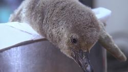 New baby penguin at Prague Zoo Instructional Video