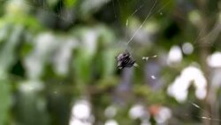 CLEAN : Women, invisible force of farming and fishing in the Galapagos Islands News Clip