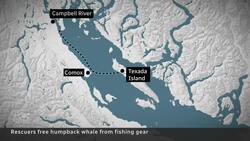 Humpback whale freed after 2 weeks entangled in fishing gear News Clip
