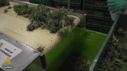 Colombia on pace to become leading producer of medical cannabis News Clip