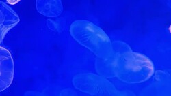 Close-up Jellyfish, Medusa in fish tank with neon light. Stock Footage