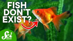 Why Humans May Actually Be Fish Instructional Video