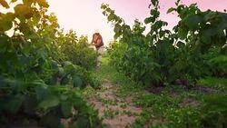 An elderly woman collects raspberries at sunset. Organic food. Stock Footage