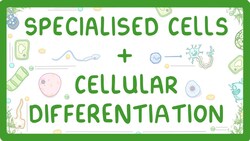 GCSE Biology - Differentiation and Specialised Cells #10 Instructional Video