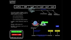 Purpose & Organization of the Lac Operon Instructional Video
