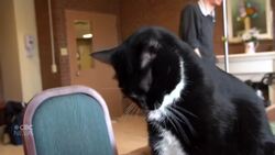 Purr-fect new residents at Saint Andrews, N.B., nursing home might bite, but they’re cute News Clip