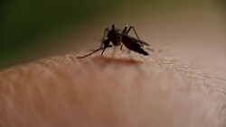 Close-up of a mosquito sucking blood on human skin, Mosquito is carrier of Malaria/ Encephalitis/ Dengue, Macro shot Stock Footage