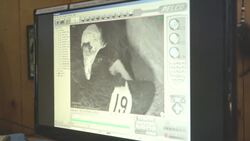 Why This Hatch of Condor Chicks Is So Significant! Instructional Video
