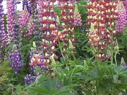 Traits and Heredity: Introduction Instructional Video