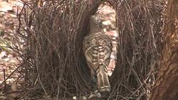 Great Bowerbird (Chlamydera nuchalis) tending his bower Stock Footage