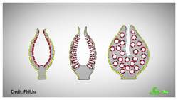 What Did the First Animal Look Like? Instructional Video