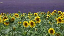 Sunflower field blooming near lavender fields during summer in Valensole plain of Provence France Stock Footage