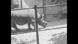 Wild animals given to zoo in Philadelphia by animal collector Frank Buck News Clip
