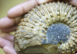 Fossil Evidence Instructional Video