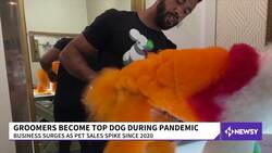 Pet Grooming Business Skyrockets Through The Pandemic News Clip