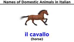 Italian Vocabulary: Domestic Animals Instructional Video