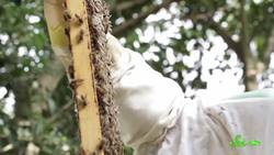 How Worried Should We Be About the Bees? Instructional Video