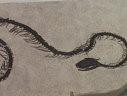 Explorando fósiles: la importancia de los fósiles Instructional Video