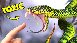 Bite of Rare Snake has Mysterious Venom! Instructional Video