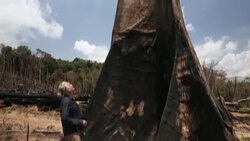 BRAZIL: Stuart Ramsay investigates deforestation in Trairão. News Clip